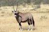 Gemsbok / Oryx :: Spiebock