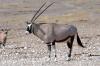 Gemsbok / Oryx :: Spiebock