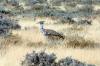 Kori Bustard :: Riesentrappe