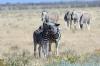 Plains Zebra :: Steppenzebra