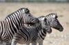 Plains Zebra :: Steppenzebra