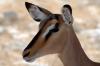 Black-faced Impala :: Schwarzgesicht-Impala