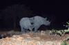 Black Rhino or Black Rhinoceros :: Spitzmaulnashorn