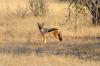 Blackbacked Jackal