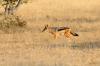 Black-backed Jackal :: Schabrackenschakal