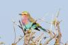 Lilac-breasted Roller :: Gabelracke