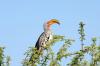 Yellow-billed Hornbill :: Gelbschnabeltoko