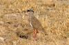 Crowned Plover or Lapwing :: Kronenkiebitz