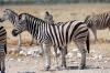 Plains Zebra :: Steppenzebra