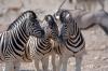 Plains Zebra :: Steppenzebra