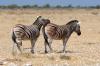 Plains Zebra :: Steppenzebra