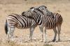 Plains Zebra :: Steppenzebra