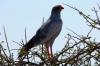 Dark Chanting Goshawk :: Graubrzel Singhabicht