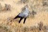 Secretary Bird :: Sekretr