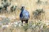 Secretary Bird :: Sekretr