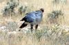 Secretary Bird :: Sekretr