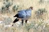 Secretary Bird :: Sekretr