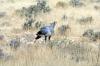 Secretary Bird :: Sekretr