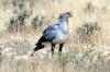 Secretary Bird :: Sekretr