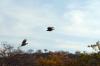 Helmeted Guineafowl :: Helmperlhuhn