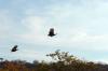 Helmeted Guineafowl :: Helmperlhuhn