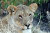 Lion :: Lwe 