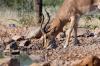 Black-faced Impala :: Schwarzgesicht-Impala