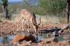 Black-faced Impala :: Schwarzgesicht-Impala