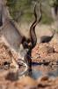 Kudu :: Groer Kudu