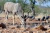 Kudu :: Groer Kudu