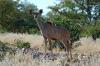 Kudu :: Groer Kudu