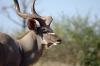 Kudu :: Groer Kudu