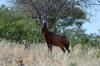 Red Hartebeest :: Kuhantilope