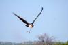 Marabou Stork :: Marabu