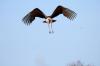 Marabou Stork :: Marabu