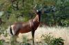 Red Hartebeest :: Kuhantilope