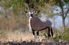 Gemsbok / Oryx :: Spiebock