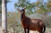 Red Hartebeest :: Kuhantilope