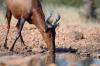 Red Hartebeest :: Kuhantilope