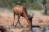 Red Hartebeest :: Kuhantilope