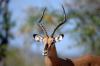 Black-faced Impala :: Schwarzgesicht-Impala