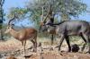 Waterbuck :: Wasserbock