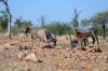 Waterbuck-Kudu-Impala / Waterbock-Grokudu-Impala