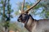 Waterbuck :: Wasserbock