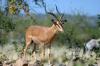 Black-faced Impala :: Schwarzgesicht-Impala