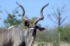 Kudu :: Groer Kudu