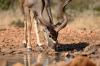 Kudu :: Großer Kudu