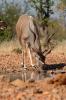 Kudu :: Groer Kudu