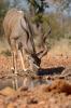 Kudu :: Groer Kudu