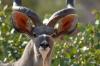 Kudu :: Großer Kudu
